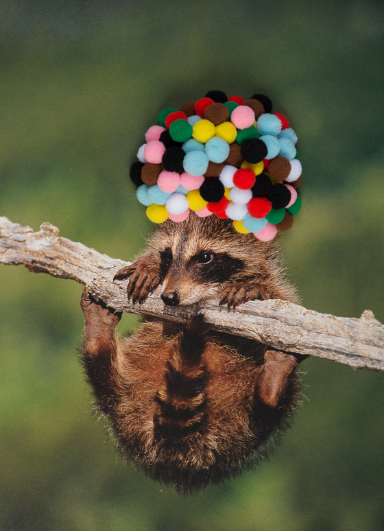 Decorative Canvas Print: 'Baby Raccoon with Rainbow Pom Poms