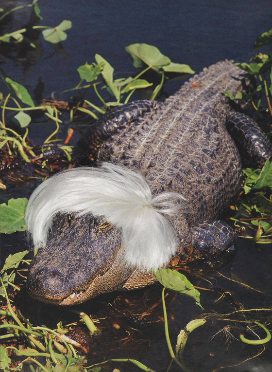 Wall Art Canvas: 'Warhol Alligator' - Stylish Design