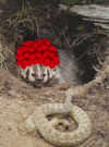 Inspirational Canvas Print: Badger with Red Pom Poms