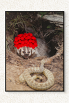 Inspirational Canvas Print: Badger with Red Pom Poms