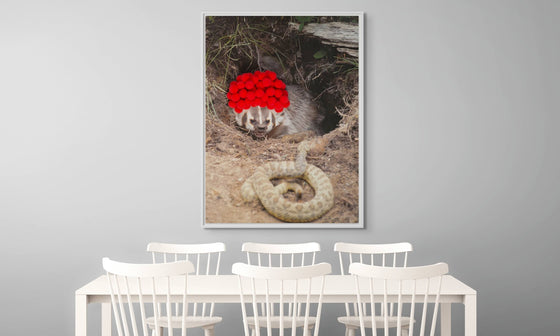 Inspirational Canvas Print: Badger with Red Pom Poms