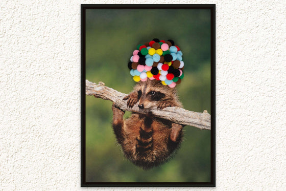 Decorative Canvas Print: 'Baby Raccoon with Rainbow Pom Poms