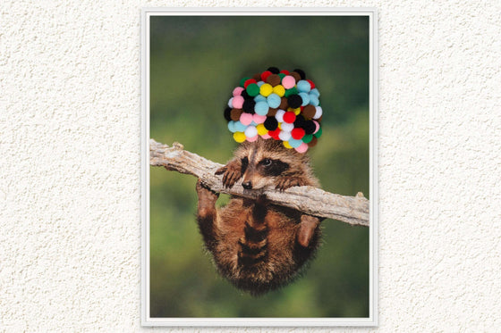 Decorative Canvas Print: 'Baby Raccoon with Rainbow Pom Poms