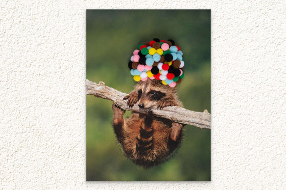 Decorative Canvas Print: 'Baby Raccoon with Rainbow Pom Poms